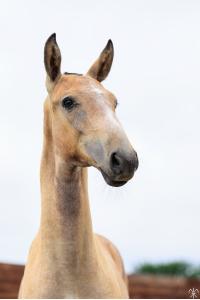 Photo cheval a vendre SUBWAY DE LA GESSE